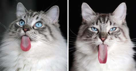 Meet Thorin My Cat With The Incredibly Long Tongue Bored Panda