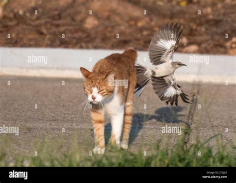 Bird Attack Cat