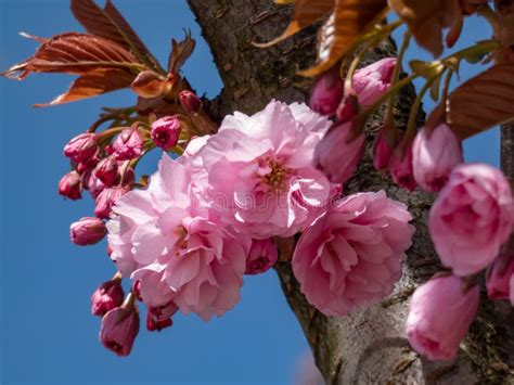 Beautiful Dreamy Pink Cherry Blossoms Of The Japan Pink Sakura Flowers