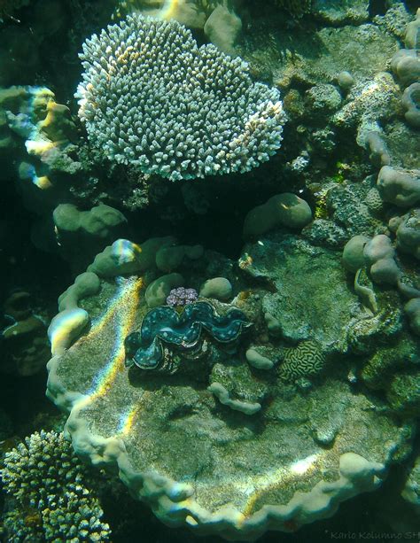 Free Images Sea Water Ocean Diving Coral Reef Habitat