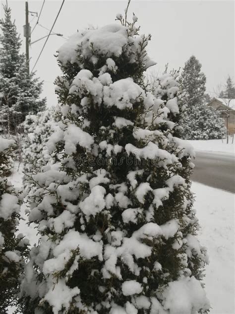 Pine Trees Covered In A Lot Of Snow Stock Image Image Of Pine Snow