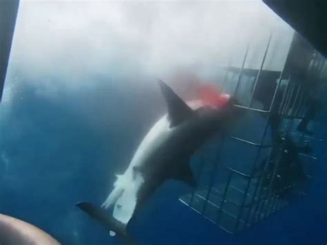 Great White Sharks Horrific Death After It Gets Trapped In Bars Of