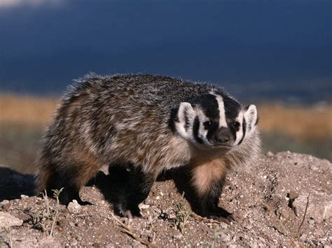 Daily Photos North American Badger Display Full Image