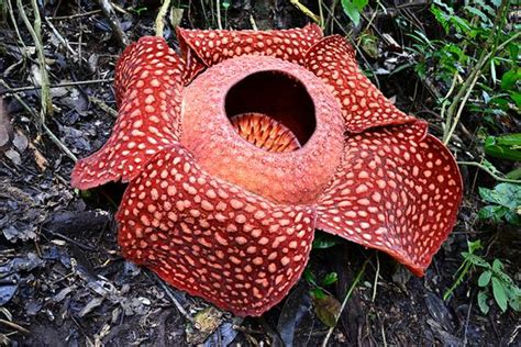 Rafflesia is a parasitic flowering plant found in southeast asia (malaysia, indonesia, thailand and the it is known as the 'meat flower' or the 'corpse flower' because it looks and smells like meat… Rafflesia arnoldii - Tree Directory