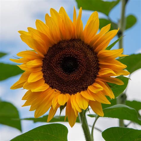 There are many other good cultivars that are worthy of trial in the home garden. Sunflower- Giant Russian seeds | The Seed Collection