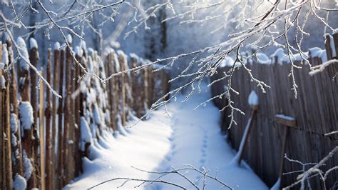 Wallpaper Winter Nature Snow Fence Branches 1920x1080