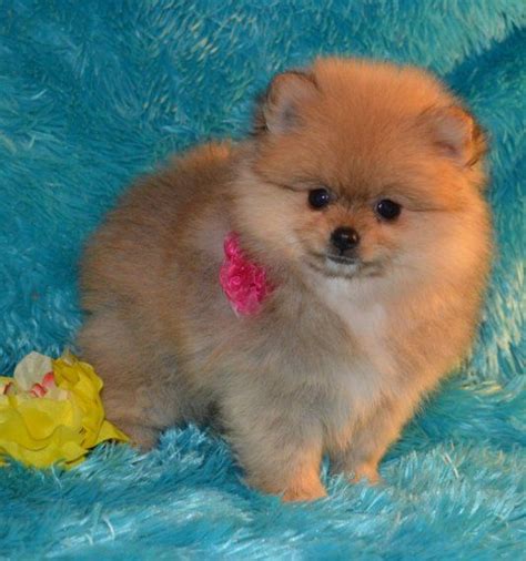 Pomeranian Puppies For Sale Orlando Fl 207997