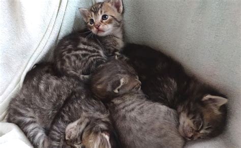 Combien De Chatons Peut Avoir Une Chatte Dans Une Portée