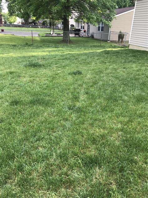 Dark Clumps Of Grass Lawn Care Forum