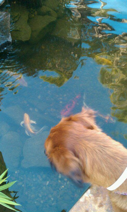 The best gifs are on giphy. Koi Frogs Flowers Pets Orlando|Florida|Water Garden ...