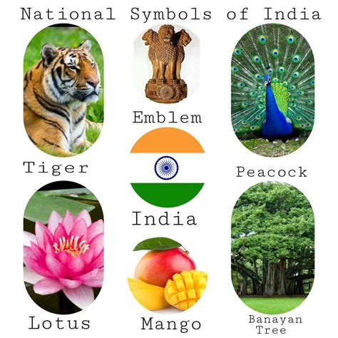 Little Genius National Symbols India With Big Knob Large