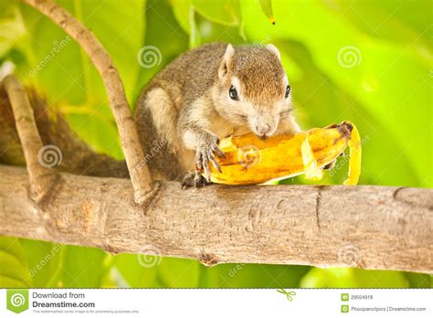 Rabbits and bananas how often should my rabbit eat banana? Squirrel eating banana stock photo. Image of forest, furry ...