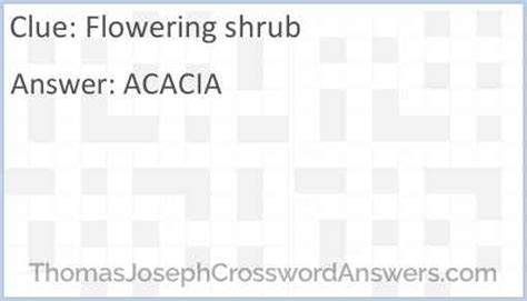 Flowering Shrub Crossword Clue