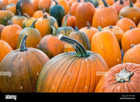 Autumn Pumpkins At The Pumpkin Patch Stock Photo Alamy