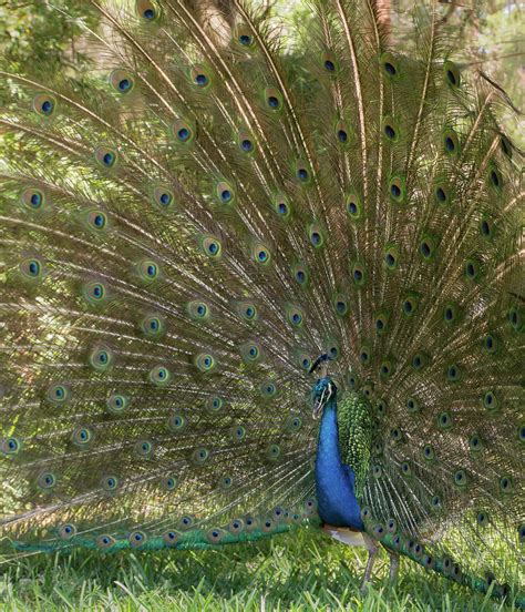 Male Peacock Photograph By Zina Stromberg