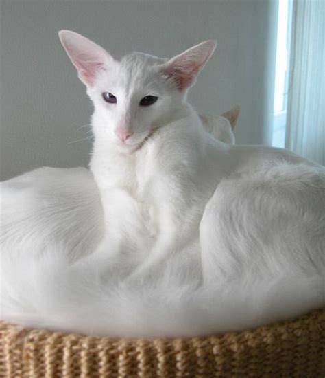 Balinese Cat Breeds Balinese Cat Oriental Shorthair Cats