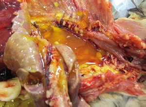 Péritonite infectieuse féline — rein infecté par la pif, montrant une réaction immunitaire la péritonite infectieuse féline (pif) est une maladie infectieuse des félidés due à un coronavirus félin. Diagnostic ante-mortem de la PIF chez deux chats - Le ...