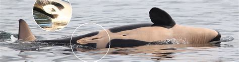 Voice Of The Orcas Why Is Seaworld Announcing Unna S Bladder Infection To The World
