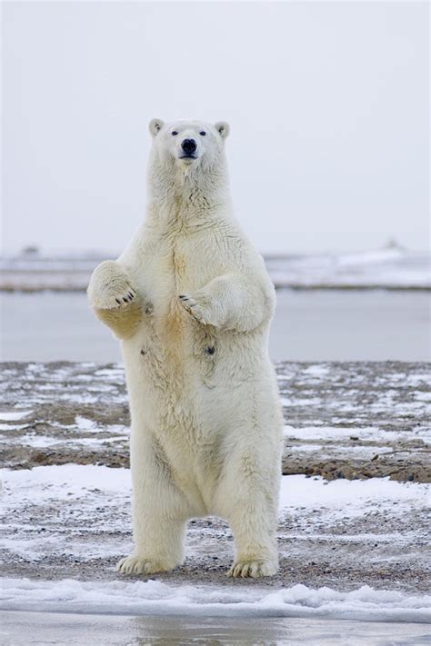 Adult Female Polar Bear Stands To Get Photograph By Steven Kazlowski