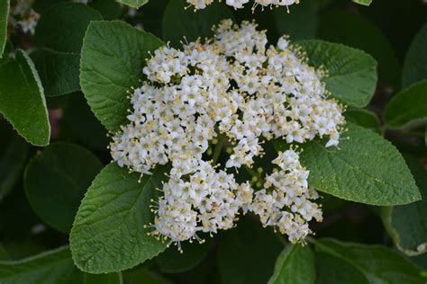 Mohican Viburnum Is A Deciduous Shrub That Produces White Flowers