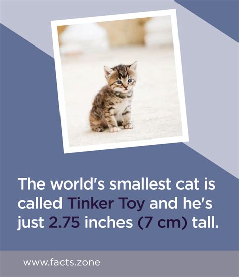 Collection 101 Pictures What Is The Smallest Cat Breed In The World