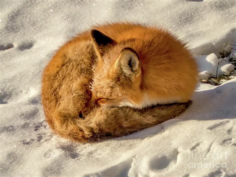 Sleeping Fox Photograph By Richard Chasin Pixels