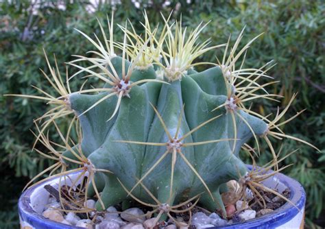 There are about 2000 types of cacti, and they come in different shapes, sizes, and. Trees Planet: Ferocactus glaucescens - Blue Barrel Cactus