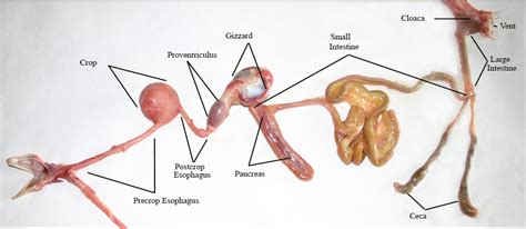 Labeled Parts Of Chicken Digestion System