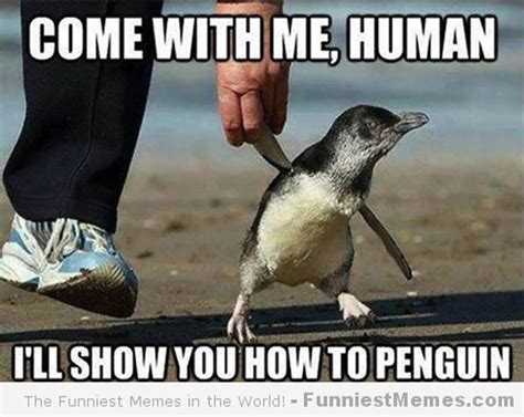 The best penguin memes and images of october 2020. 24 Memes That Prove Penguins Are The Funniest Animals On ...
