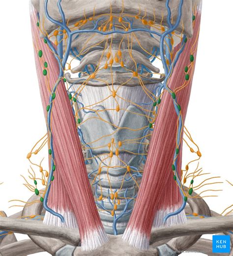 Lymph Node Back Of Neck Anatomy Den 109 Chapter 9 Head And Neck