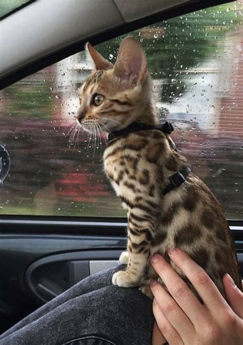 Pure bread, high quality, tica registered bengal kitten looking for a new home. Bengal Kittens For Sale Near Me Craigslist