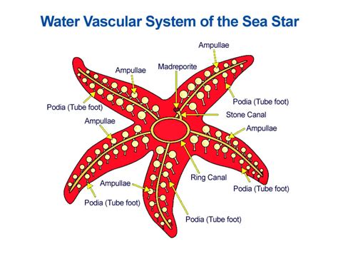 43 Diagram Of A Starfish
