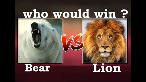 Lion Vs Bear Who Would Win Youtube