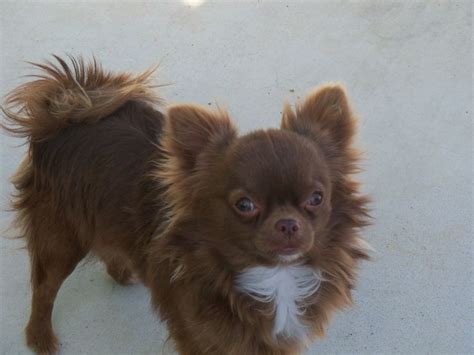As long as grooming is concerned, chihuahua needs regular brushing as they have long hair to avoid matting. 17 Best images about Short Hair Chihuahua Dogs on ...