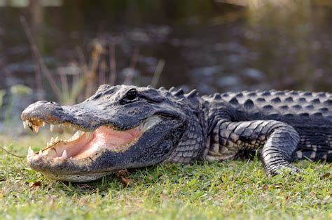 Florida man arrested for trying to get alligator drunk