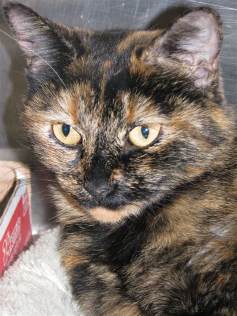 Kit Cat Club Has A Tortie Just Like This One For Adoption She Is About