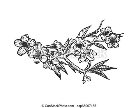 Gravure Croquis Illustration Fleur Cerise Style Main Imitation