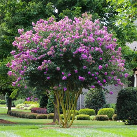 20 Beautiful Small Flowering Trees Front Yards Design Ideas Page 6 Of 20
