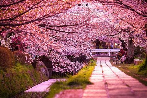 Fabulous Scenery Of Cherry Blossom Around World Cn