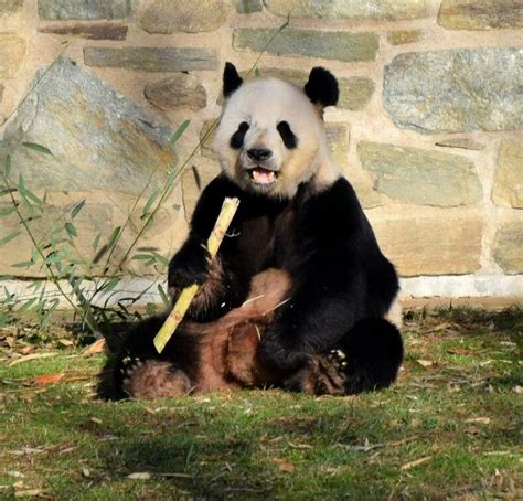Nothing Like A Happy Panda Eating His Sugar Caneon A Saturdaytian
