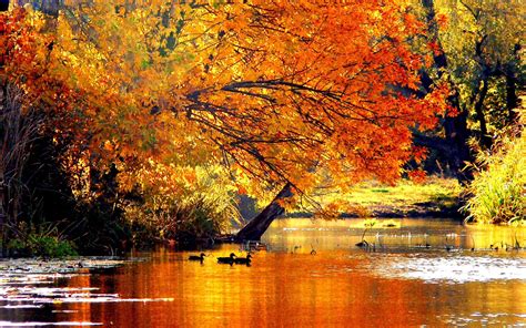 Autumn 2560x1600 Wallpapers Wallpaper Cave