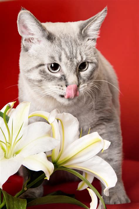 Check spelling or type a new query. Lilies Are Toxic To Cats | NOVA Cat Clinic - Arlington, VA ...
