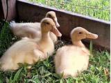 Named after their breeder, reginald appleyard, this is a pretty new duck breed, but growing in popularity rapidly. Duck Breeds for Backyard Flocks | HGTV