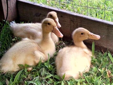 Named after their breeder, reginald appleyard, this is a pretty new duck breed, but growing in popularity rapidly. Duck Breeds for Backyard Flocks | HGTV