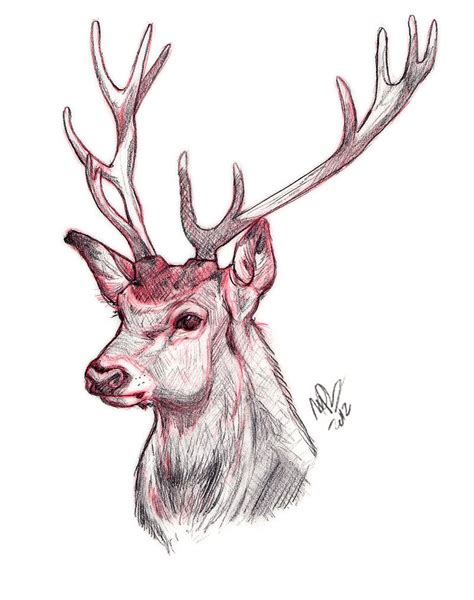 Browsing Deviantart Deer Sketch Deer Drawing Sketches