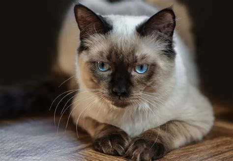 Información y características de la raza de gato Ragdoll ZooNerdy