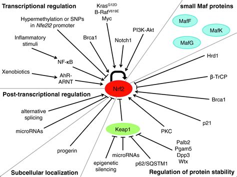 Transcriptional Regulation By Nrf2 Antioxidants And Redox Signaling