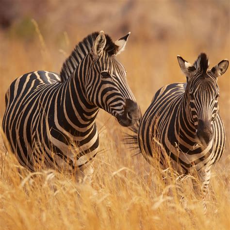 What Habitat Do Zebras Live In Animals In The Savannazebras
