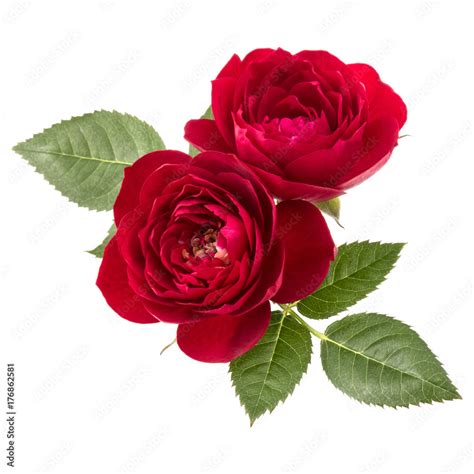 Two Red Rose Flower Photos Home Alqu