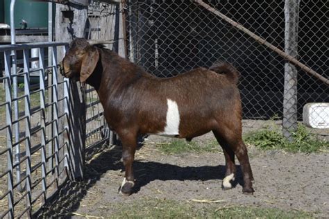 Lot 916 1 Goat Buck Auctionsplus